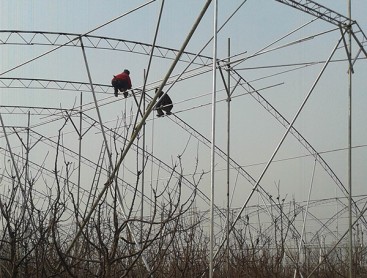 果樹大棚